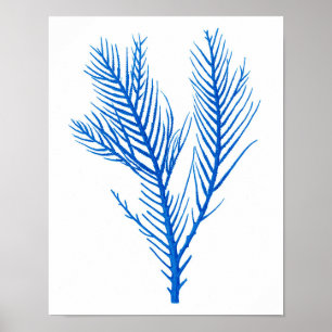 Blue Sea Coral Print #10 Beach Home Decor