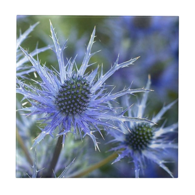 Blue Sea Holly Thistle Tile (Front)