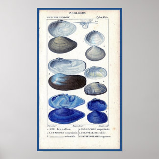 blue seashells vintage botanical French ocean art Poster