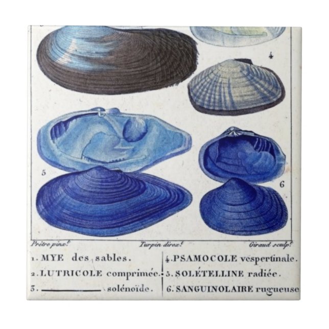 blue seashells vintage botanical French ocean art Tile (Front)