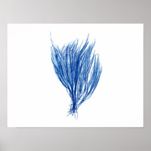 Blue Seaweed #2 size 42x32cm Poster