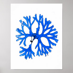Blue Seaweed Print No. 5 Coastal Botanical Print.