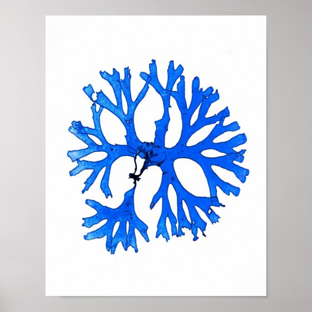 Blue Seaweed Print No. 5 Coastal Botanical Print. (Front)