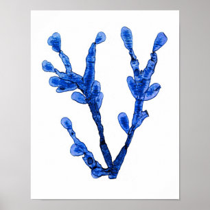 Blue Seaweed Print No. 8 Coastal Botanical Print.
