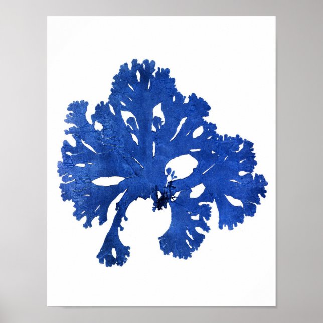 Blue Seaweed Print No. 9 Coastal Botanical Print. (Front)