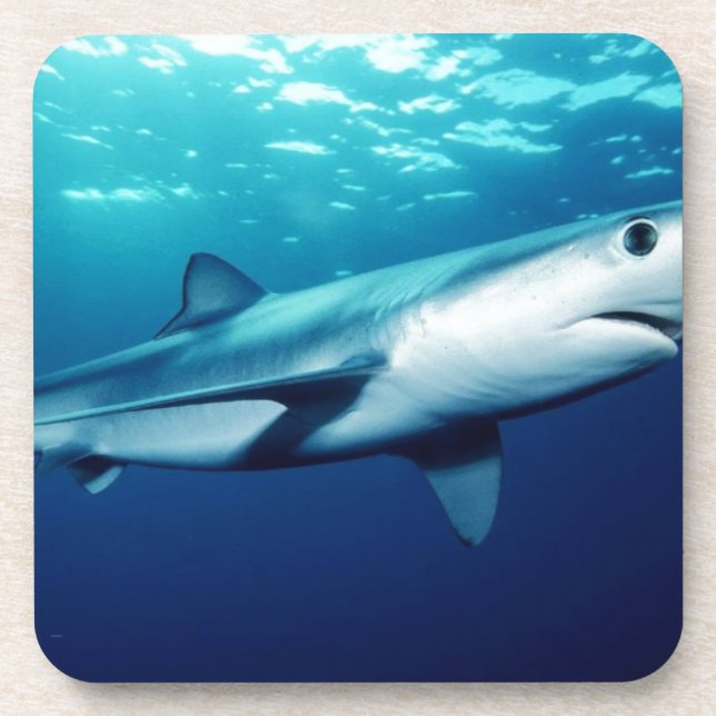 Blue Shark Coaster (Front)