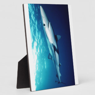 Blue Shark Plaque