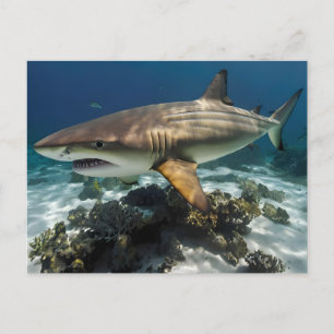 Blue Shark Postcard