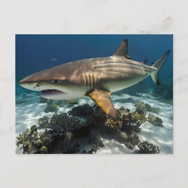 Blue Shark Postcard (Front)