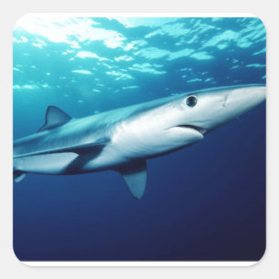 Blue Shark Square Sticker