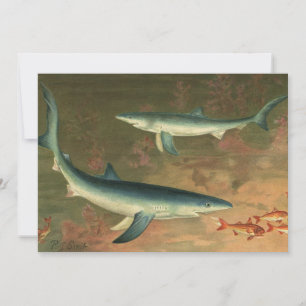 Blue Sharks Eating Fish, Vintage Marine Life