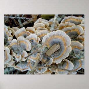 Blue Shelf Fungus OBX Poster