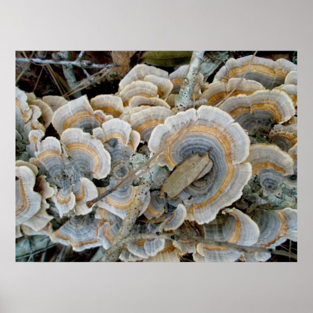 Blue Shelf Fungus OBX Poster (Front)