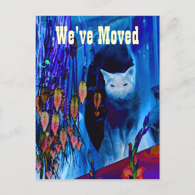 Blue Siamese Cat Moving New Address Postcard (Front)