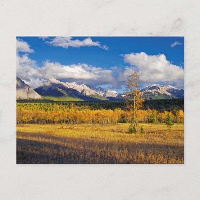 Blue skies and clouds above a meadow postcard (Front)