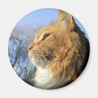 Blue skies cat magnet