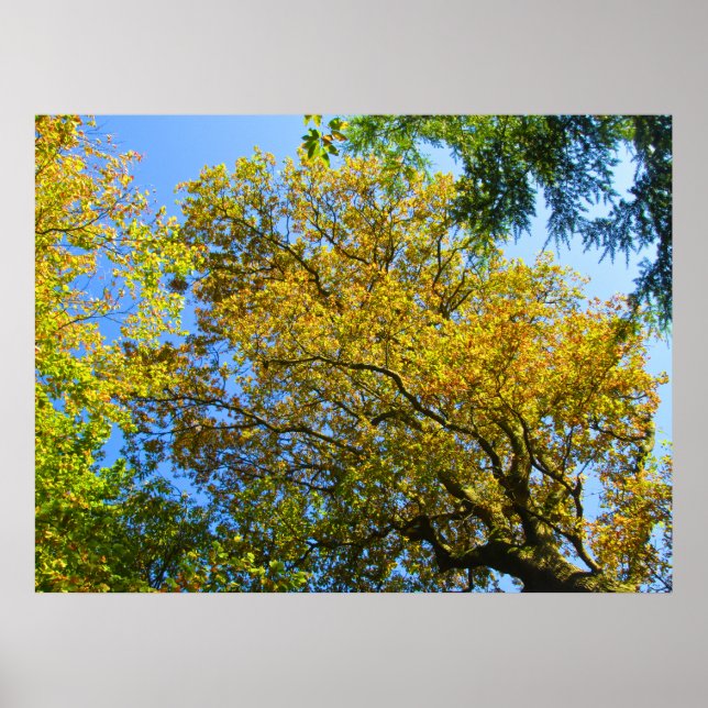 Blue Sky & Autumn Foliage - Personalized Poster (Front)