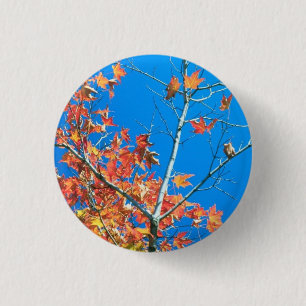 Blue Sky Autumn Tree 1 Inch Round Button