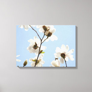 Blue Sky Fine Art Prints White Magnolia Flowers