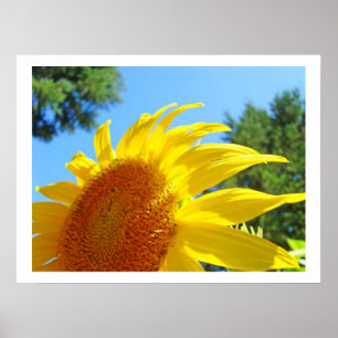Blue Sky Summer Yellow Sunflower Art Prints