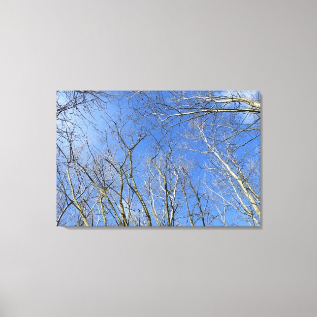 Blue Sky, Trees in Winter Canvas Print (Front)