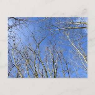 Blue Sky , Trees in Winter Postcard
