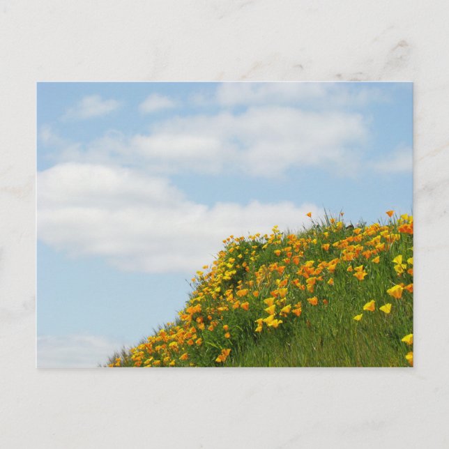 Blue Sky White Clouds Flower Hillside postcards (Front)