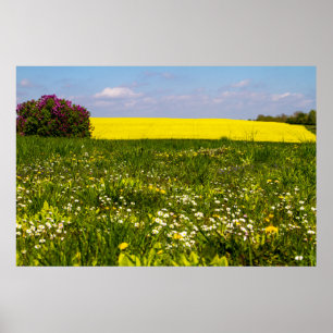 Blue sky Yellow Mustard wild Flower Poster