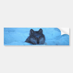 Blue Snow Timber Wolf Bumper Sticker