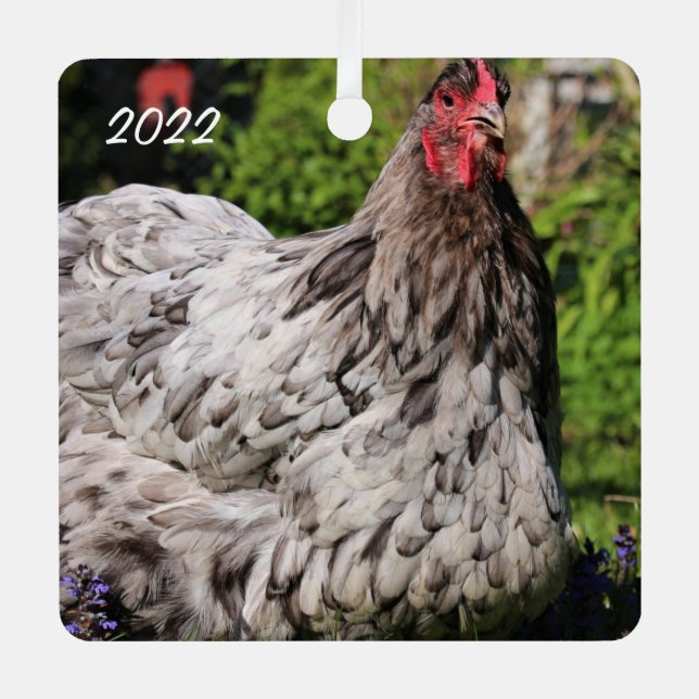 Blue Splash Orpington Hen  - Pet Chicken Metal Ornament (Front)