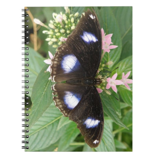 Blue Spotted Butterfly Notebook (Front)