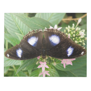 Blue Spotted Butterfly Notepad