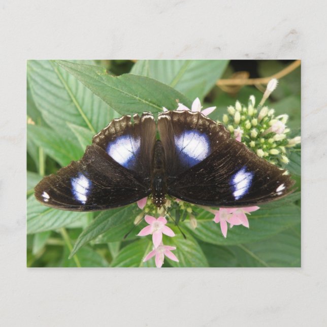 Blue Spotted Butterfly Postcard (Front)
