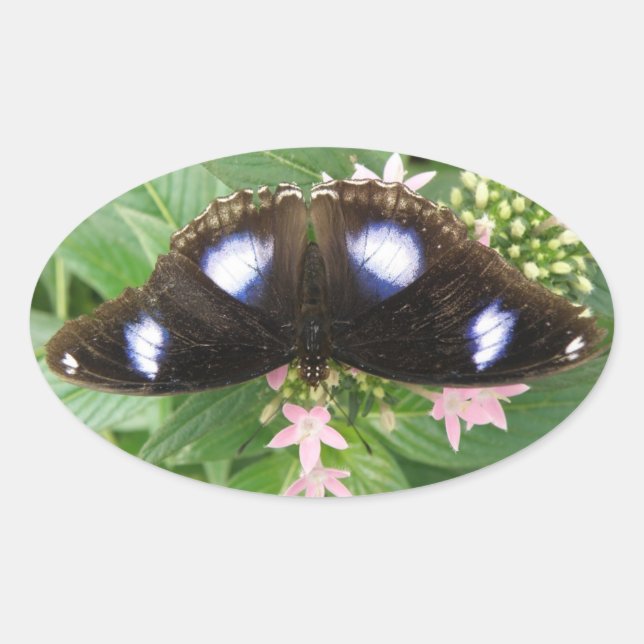 Blue Spotted Butterfly Stickers (Front)