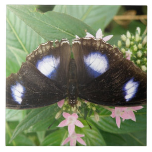 Blue Spotted Butterfly Tile