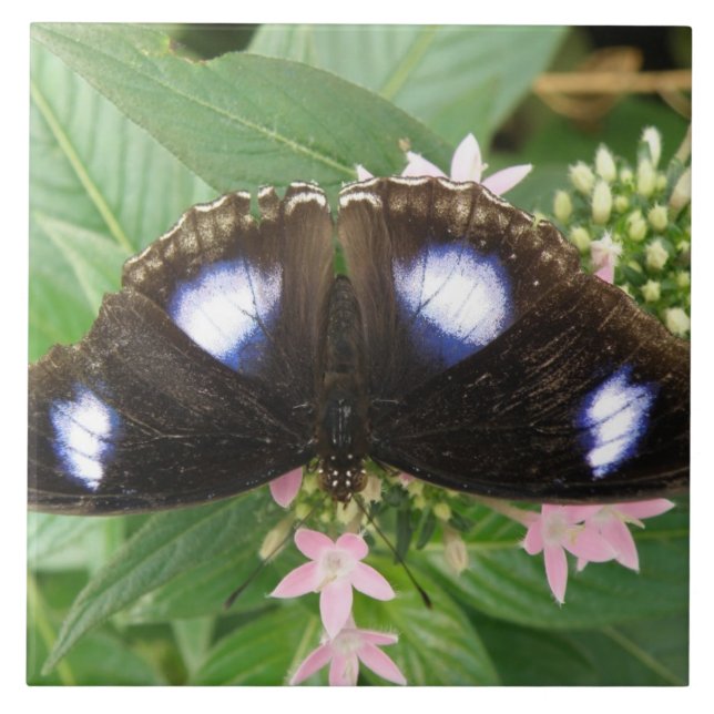 Blue Spotted Butterfly Tile (Front)