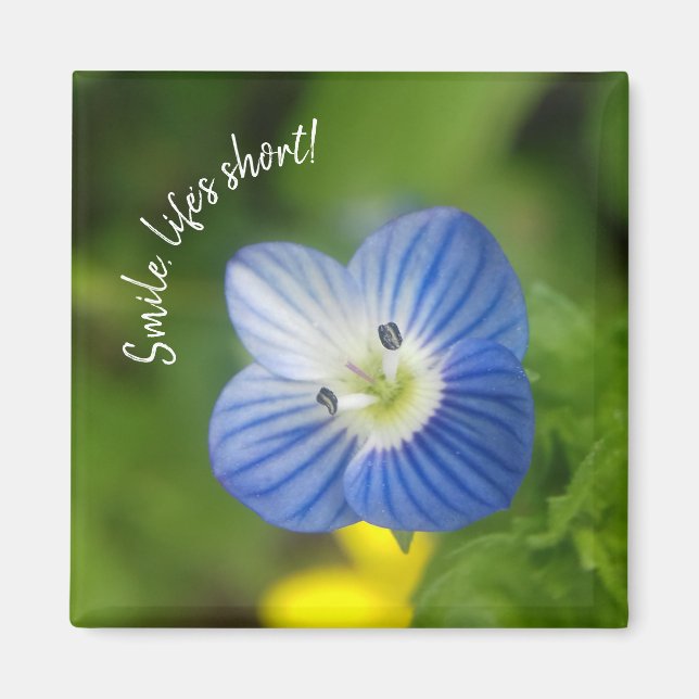 blue spring - magnet (Front)