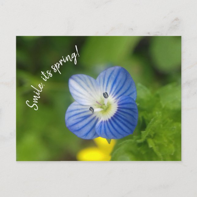 blue spring - postcard (Front)
