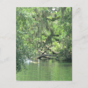 Blue Springs River Florida Postcard