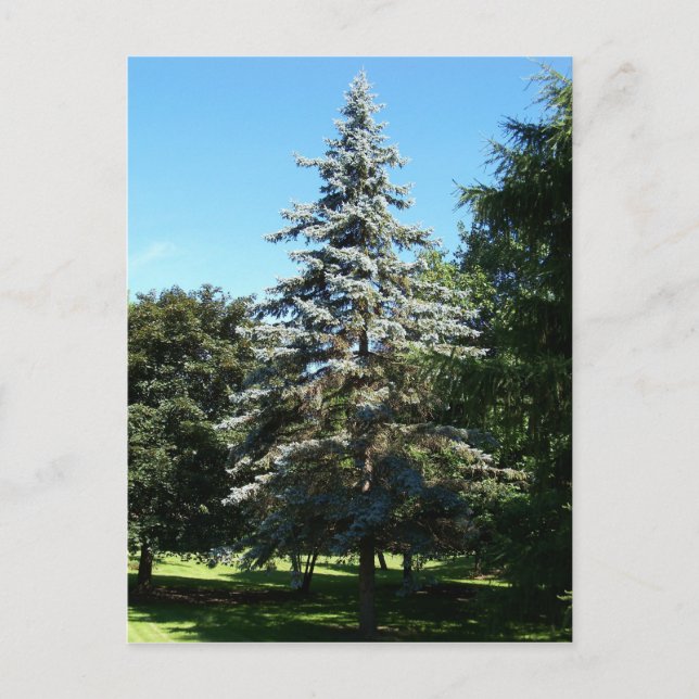Blue Spruce Postcard (Front)