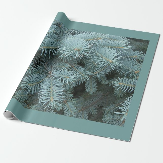 Blue spruce rustic nature grey green wrapping paper (Unrolled)
