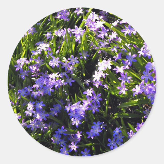 Blue Squill Spring Flowers Classic Round Sticker (Front)