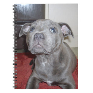 Blue Staffordshire Bull Terrier Chiot, Carnet