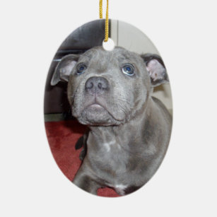 Blue Staffordshire Bull Terrier Puppy, Ceramic Ornament