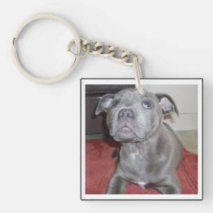 Blue Staffordshire Bull Terrier Puppy, Keychain