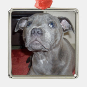 Blue Staffordshire Bull Terrier Puppy, Metal Ornament