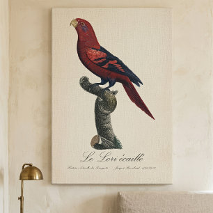 Blue-Streaked Lory, Trichoglossus reticulatus Canvas Print