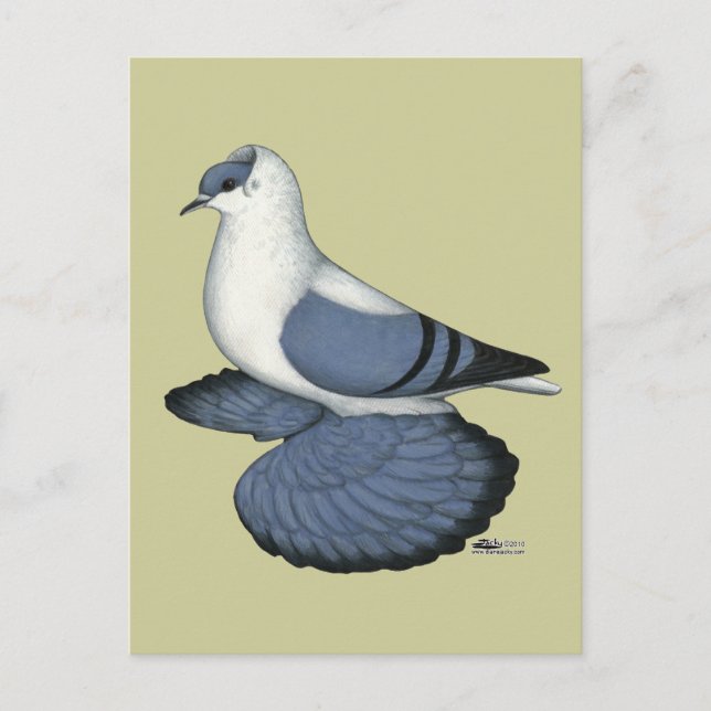 Blue Swallow Pigeon Postcard (Front)