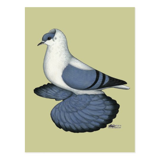Blue Swallow Pigeon Postcard