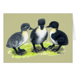 Blue Swedish Ducklings